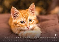 Miau Kids - kleine Tiger ganz groß - Der Katzenkalender - 2025 - Kalender DIN A2