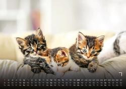 Miau Kids - kleine Tiger ganz groß - Der Katzenkalender - 2025 - Kalender DIN A2