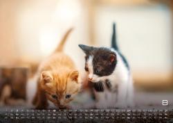 Miau Kids - kleine Tiger ganz groß - Der Katzenkalender - 2025 - Kalender DIN A2