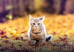 Miau Kids - kleine Tiger ganz groß - Der Katzenkalender - 2025 - Kalender DIN A2