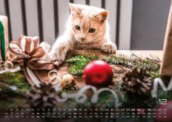 Miau Kids - kleine Tiger ganz groß - Der Katzenkalender - 2025 - Kalender DIN A2