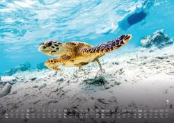 Sealife - verborgene Tiefen - 2025 - Kalender DIN A2