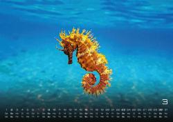 Sealife - verborgene Tiefen - 2025 - Kalender DIN A2