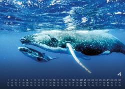 Sealife - verborgene Tiefen - 2025 - Kalender DIN A2