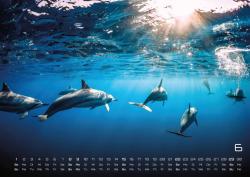 Sealife - verborgene Tiefen - 2025 - Kalender DIN A2