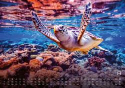 Sealife - verborgene Tiefen - 2025 - Kalender DIN A2