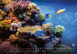 Sealife - verborgene Tiefen - 2025 - Kalender DIN A2