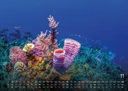 Sealife - verborgene Tiefen - 2025 - Kalender DIN A2