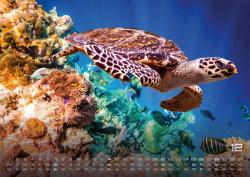 Sealife - verborgene Tiefen - 2025 - Kalender DIN A2