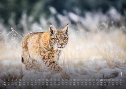 Waldtiere - Heimische Waldbewohner - Der Tierkalender - 2025 - Kalender DIN A2