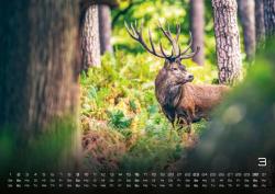 Waldtiere - Heimische Waldbewohner - Der Tierkalender - 2025 - Kalender DIN A2