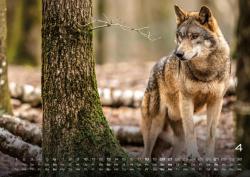 Waldtiere - Heimische Waldbewohner - Der Tierkalender - 2025 - Kalender DIN A2