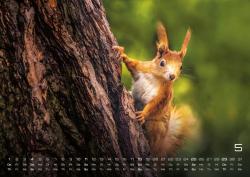 Waldtiere - Heimische Waldbewohner - Der Tierkalender - 2025 - Kalender DIN A2