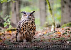 Waldtiere - Heimische Waldbewohner - Der Tierkalender - 2025 - Kalender DIN A2