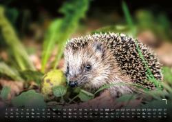 Waldtiere - Heimische Waldbewohner - Der Tierkalender - 2025 - Kalender DIN A2