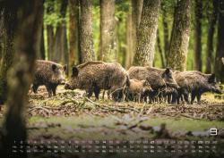 Waldtiere - Heimische Waldbewohner - Der Tierkalender - 2025 - Kalender DIN A2