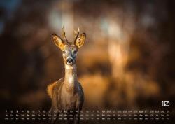 Waldtiere - Heimische Waldbewohner - Der Tierkalender - 2025 - Kalender DIN A2