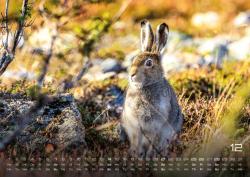 Waldtiere - Heimische Waldbewohner - Der Tierkalender - 2025 - Kalender DIN A2