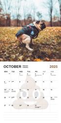 Kackende Hunde - Der Pooping Dogs Kalender 2025