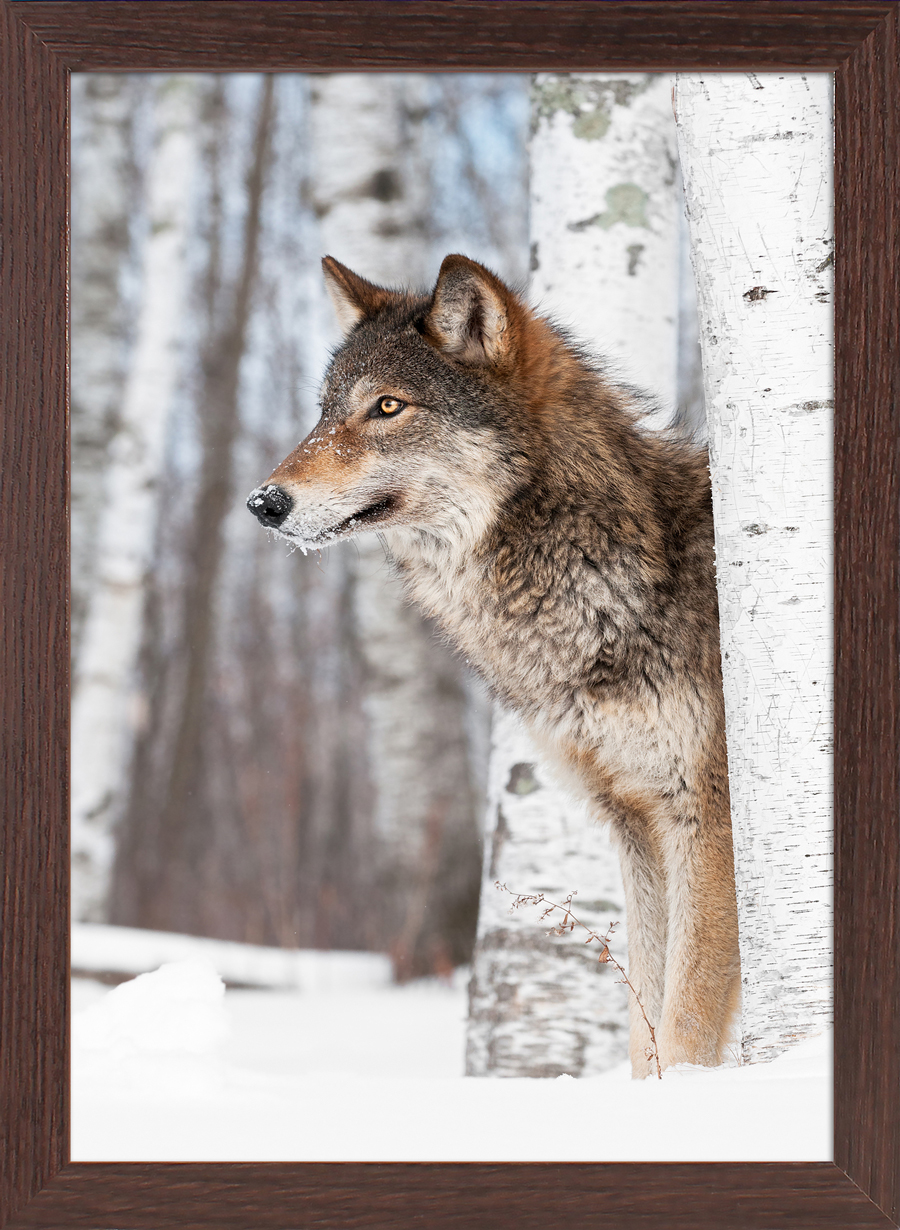 Ein Wolf schaut hinter einem Baum hervor. Der Hintergrund zeigt schneebedeckte Landschaft und Birken.