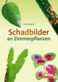 palmenartige zimmerpflanzen Pachira aquatica Mehrstamm Zimmerpflanze 17cm 55cm kaufen