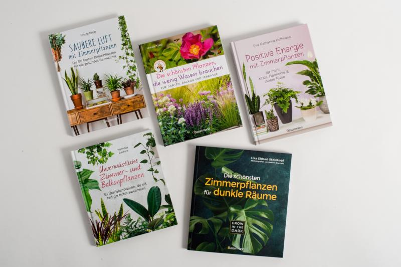 zimmerpflanzen schatten kaufen Zimmerpflanzen-Set "Schattenliebendes Einblatt" kaufen  Mein schner  Garten Shop