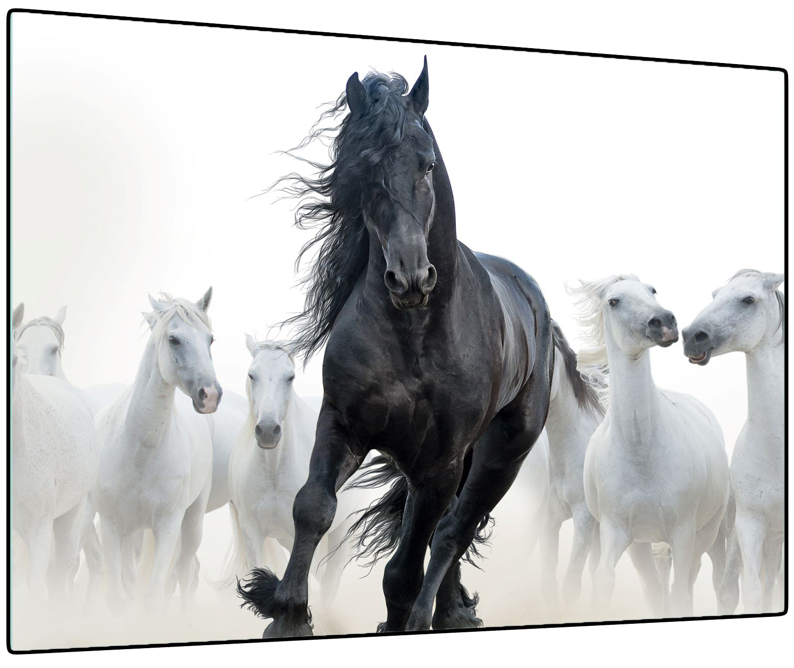 Schwarzes Pferd im Vordergrund, umgeben von weißen Pferden. Pferde in Bewegung, dynamische Mähne. Heller Hintergrund.