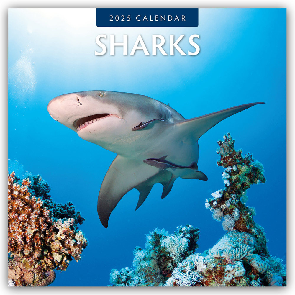 Red Robin Publishing Ltd: Sharks - Haie 2025 - 16-Monatskalender