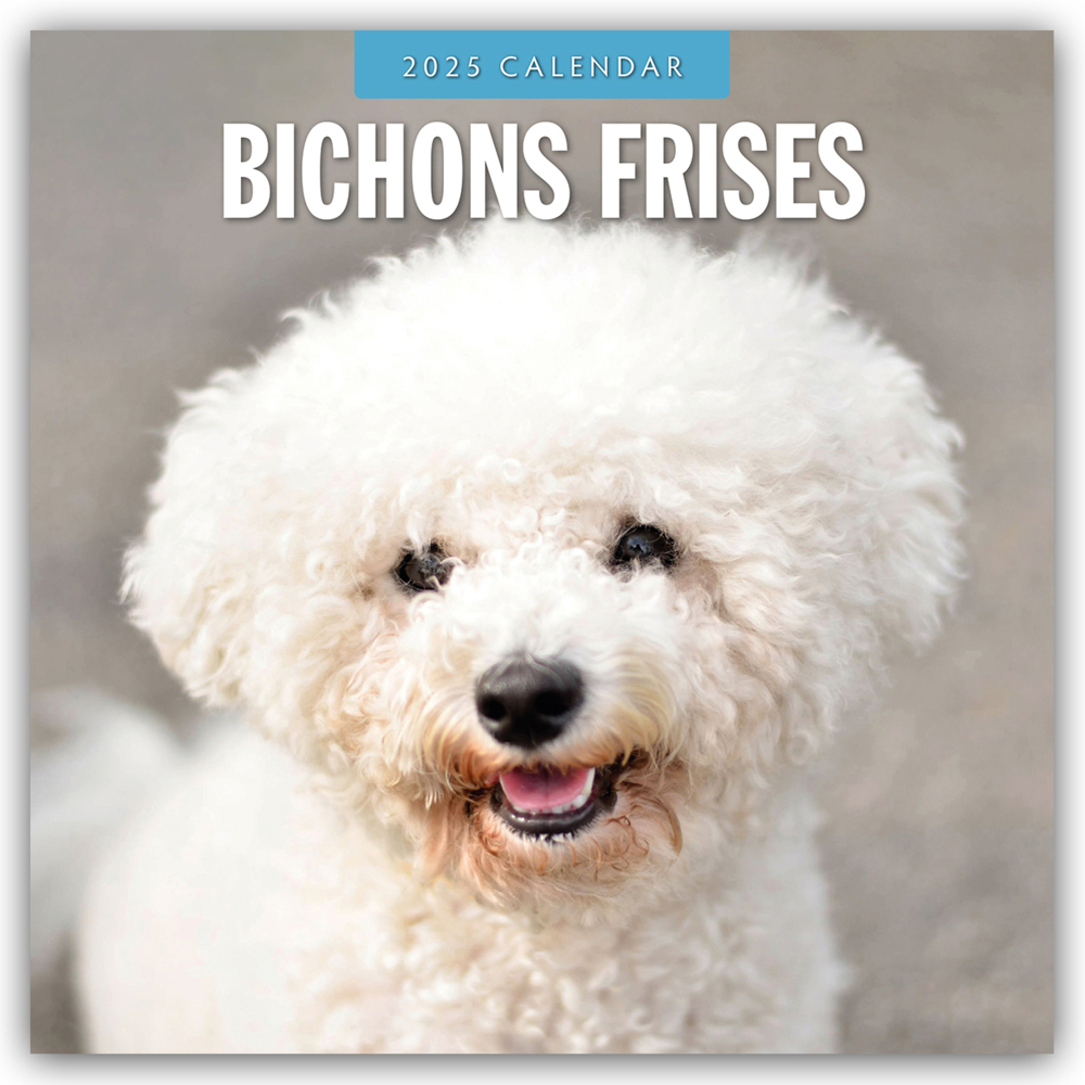 Red Robin Publishing Ltd: Bichon Frisés - Bichon Frisé 2025 - 16-Monatskalender