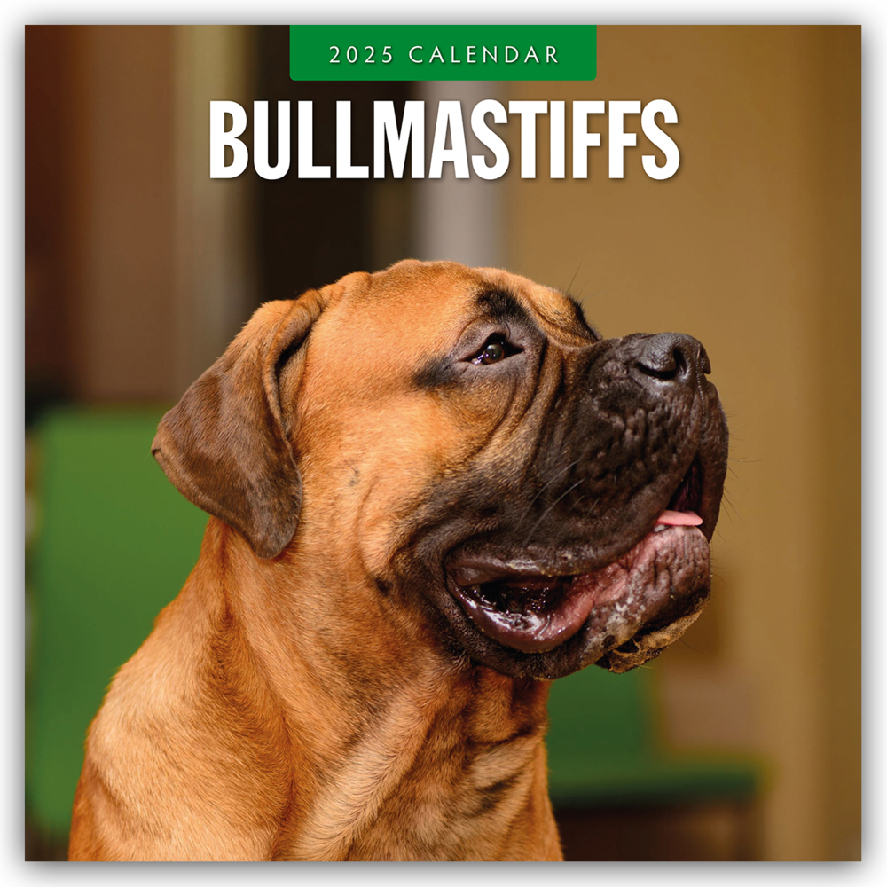 Red Robin Publishing Ltd: Bullmastiffs - Bullmastiff 2025 - 16-Monatskalender