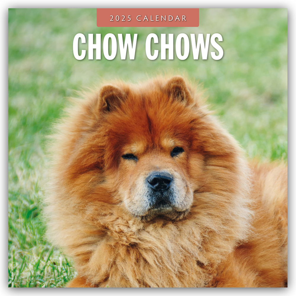 Red Robin Publishing Ltd: Chow Chows - Chow Chow 2025 - 16-Monatskalender