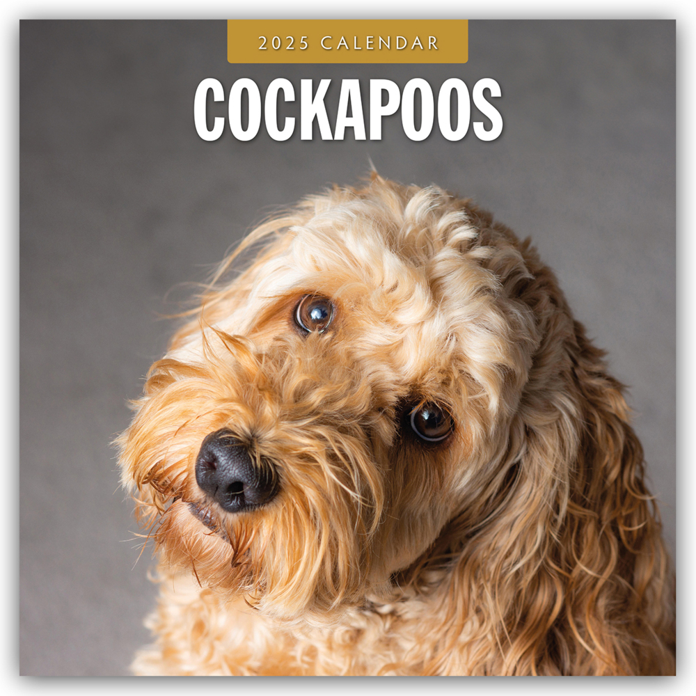 Red Robin Publishing Ltd: Cockapoos - Cockapoo 2025 - 16-Monatskalender