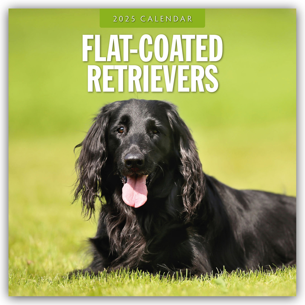 Red Robin Publishing Ltd: Flat-Coated Retrievers - Flat Coated Retriever 2025 - 16-Monatskalender