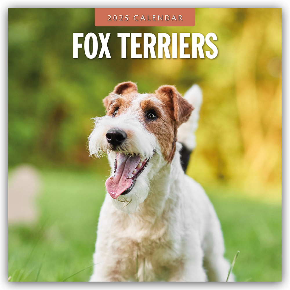 Red Robin Publishing Ltd: Fox Terriers - Foxterrier 2025 - 16-Monatskalender