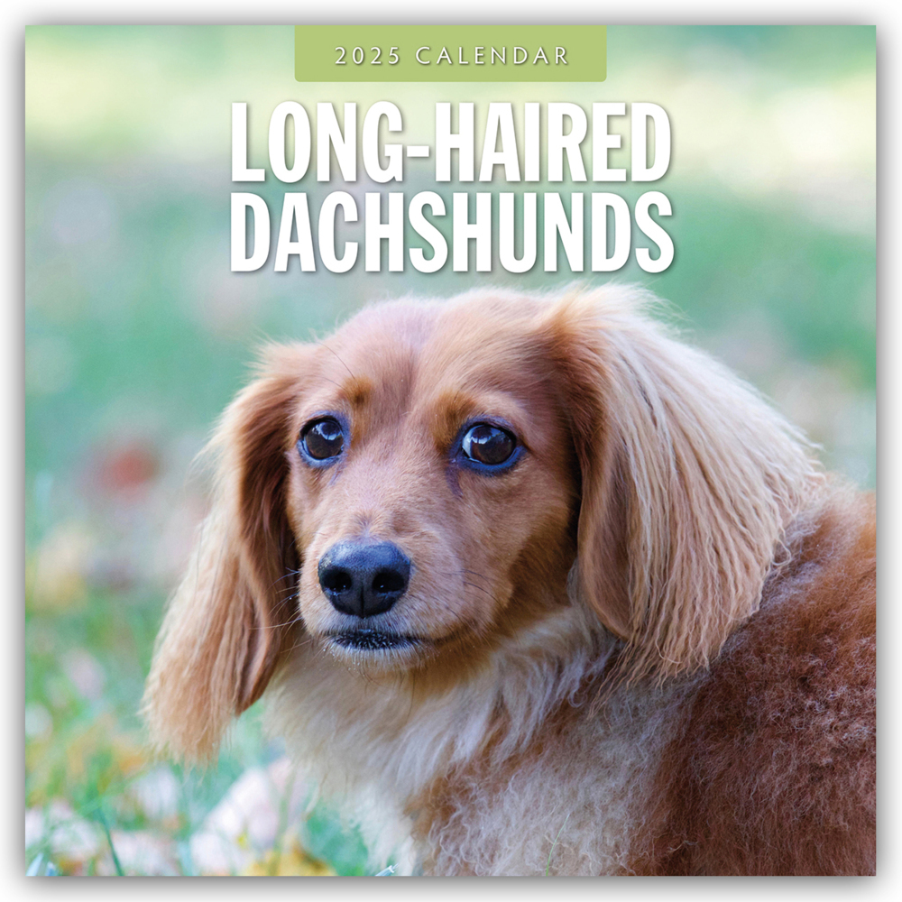 Red Robin Publishing Ltd: Long-Haired Dachshunds - Langhaardackel 2025 - 16-Monatskalender