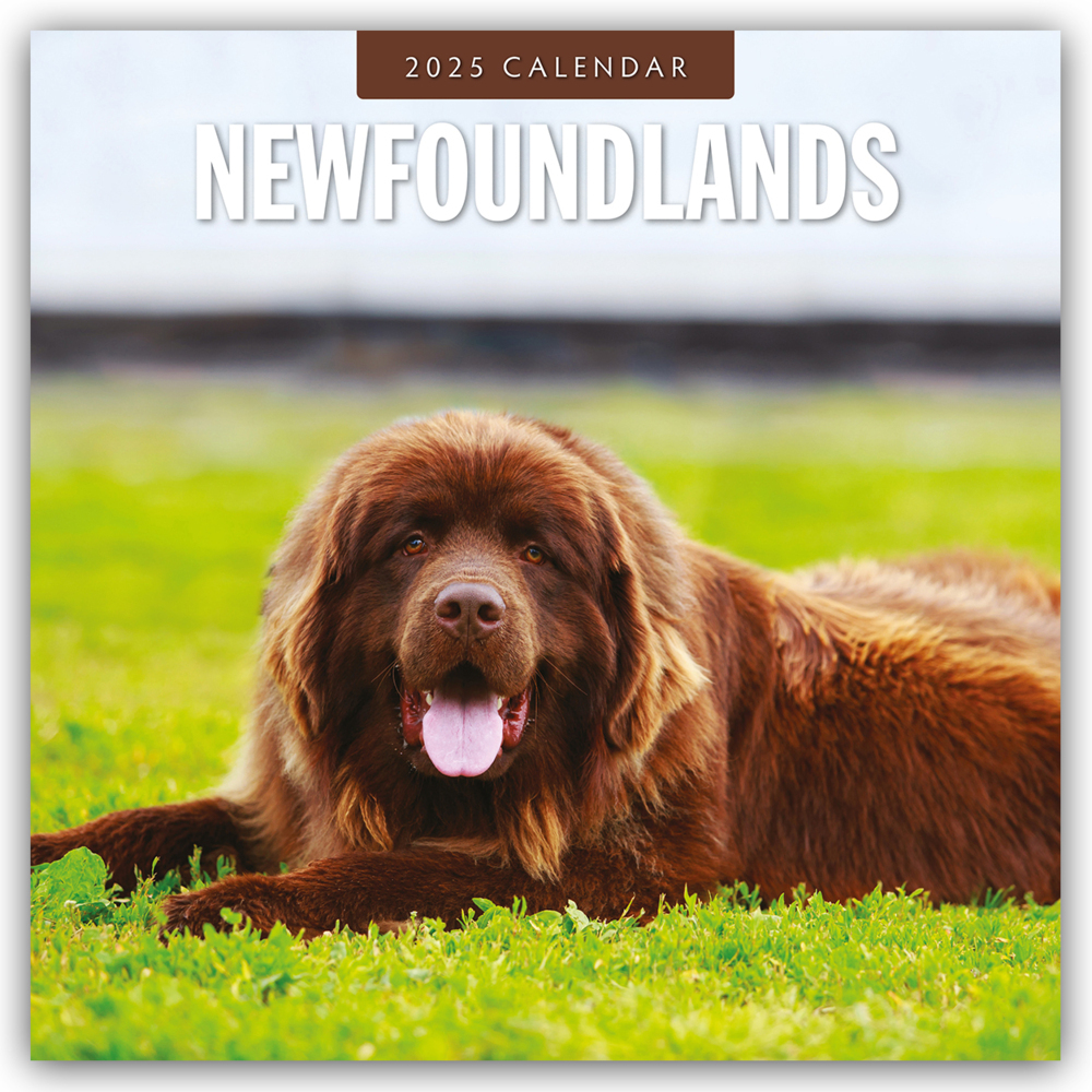 Red Robin Publishing Ltd: Newfoundlands - Neufundländer 2025 - 16-Monatskalender