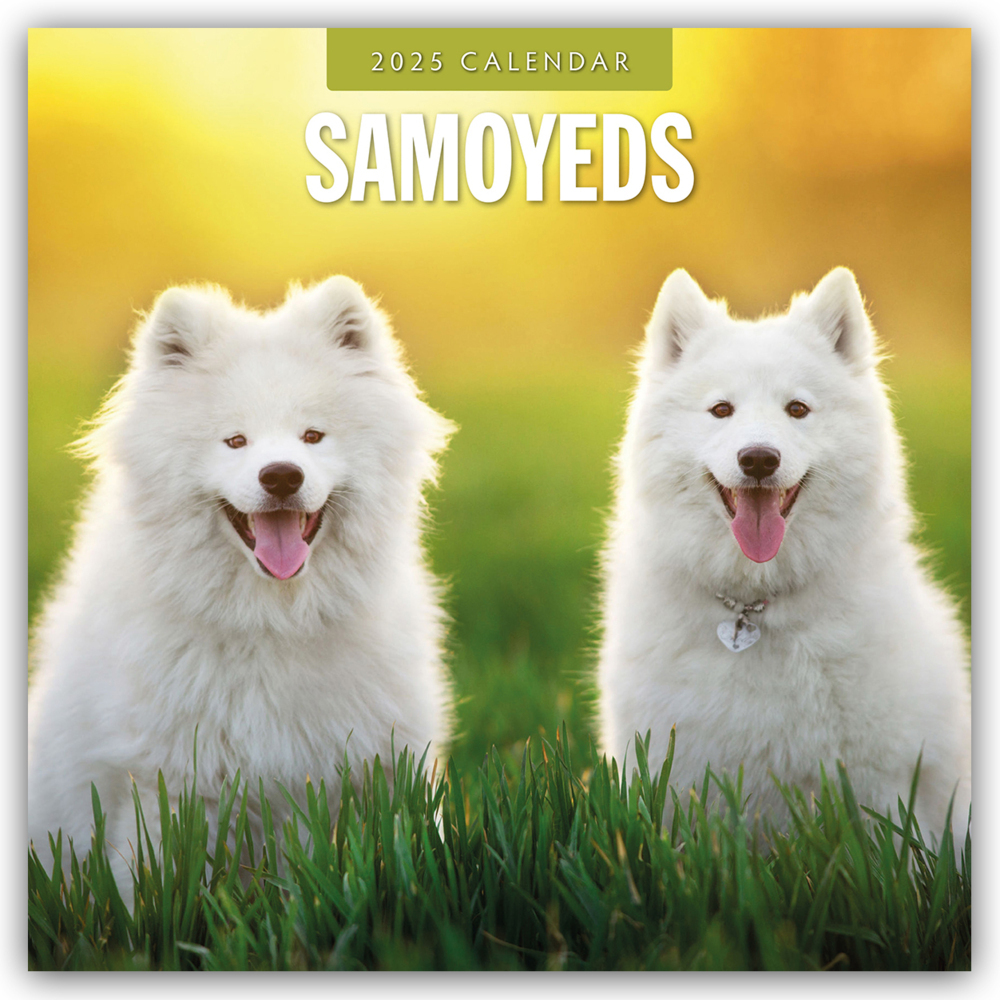 Red Robin Publishing Ltd: Samoyeds - Samojede - Samojedenspitz 2025 - 16-Monatskalender