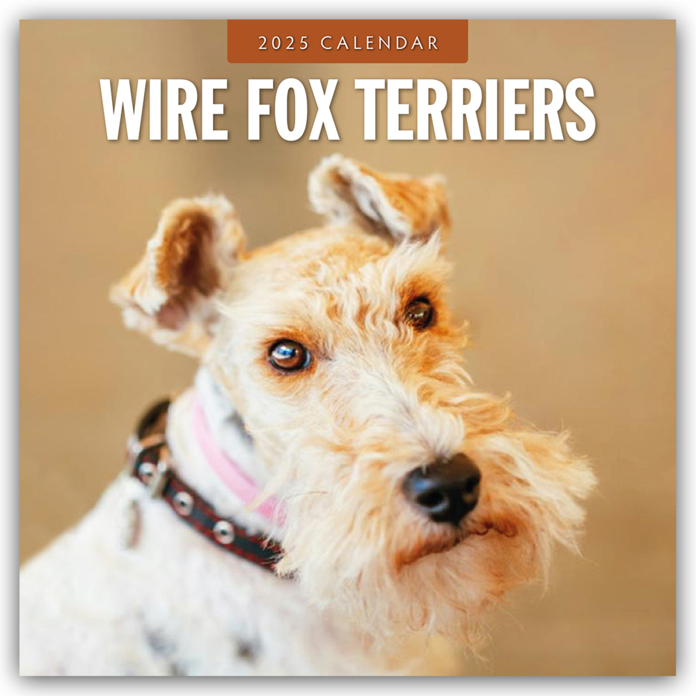 Red Robin Publishing Ltd: Wire Fox Terriers - Drahthaar Foxterrier 2025 - 16-Monatskalender