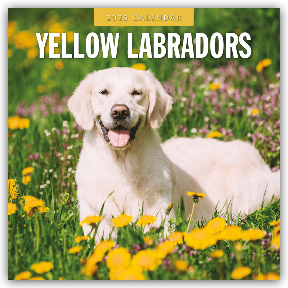 Red Robin Publishing Ltd: Yellow Labrador Retrievers - Gelber Labrador Retriever 2025 - 16-Monatskalender