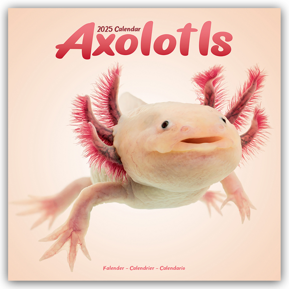 Avonside Publishing Ltd: Axolotls - Mexikanischer Schwanzlurch 2025 - 16-Monatskalender