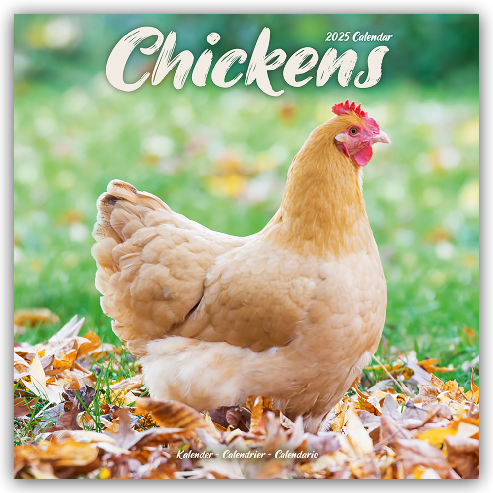 Avonside Publishing Ltd: Chickens - Hühner 2025 - 16-Monatskalender