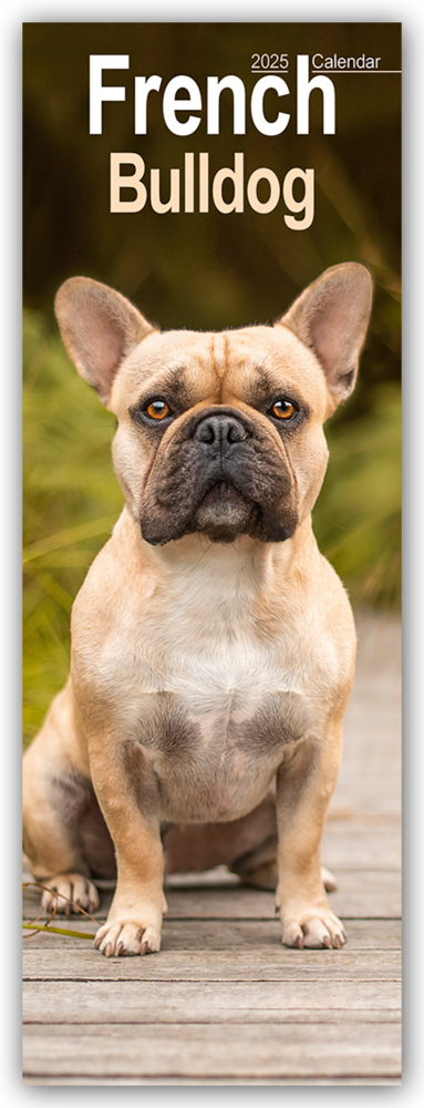 Avonside Publishing Ltd: French Bulldog 2025