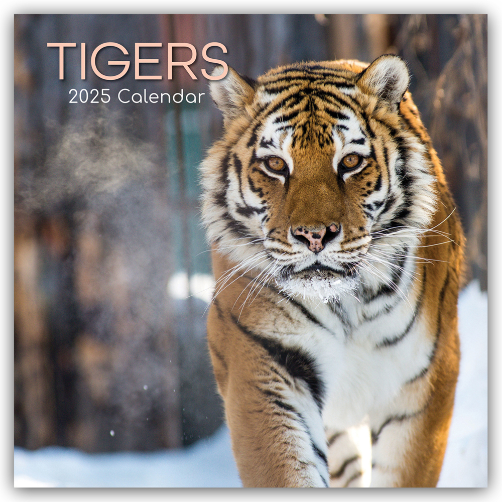 The Gifted Stationery Co. Ltd: Tigers - Tiger 2025 - 16-Monatskalender