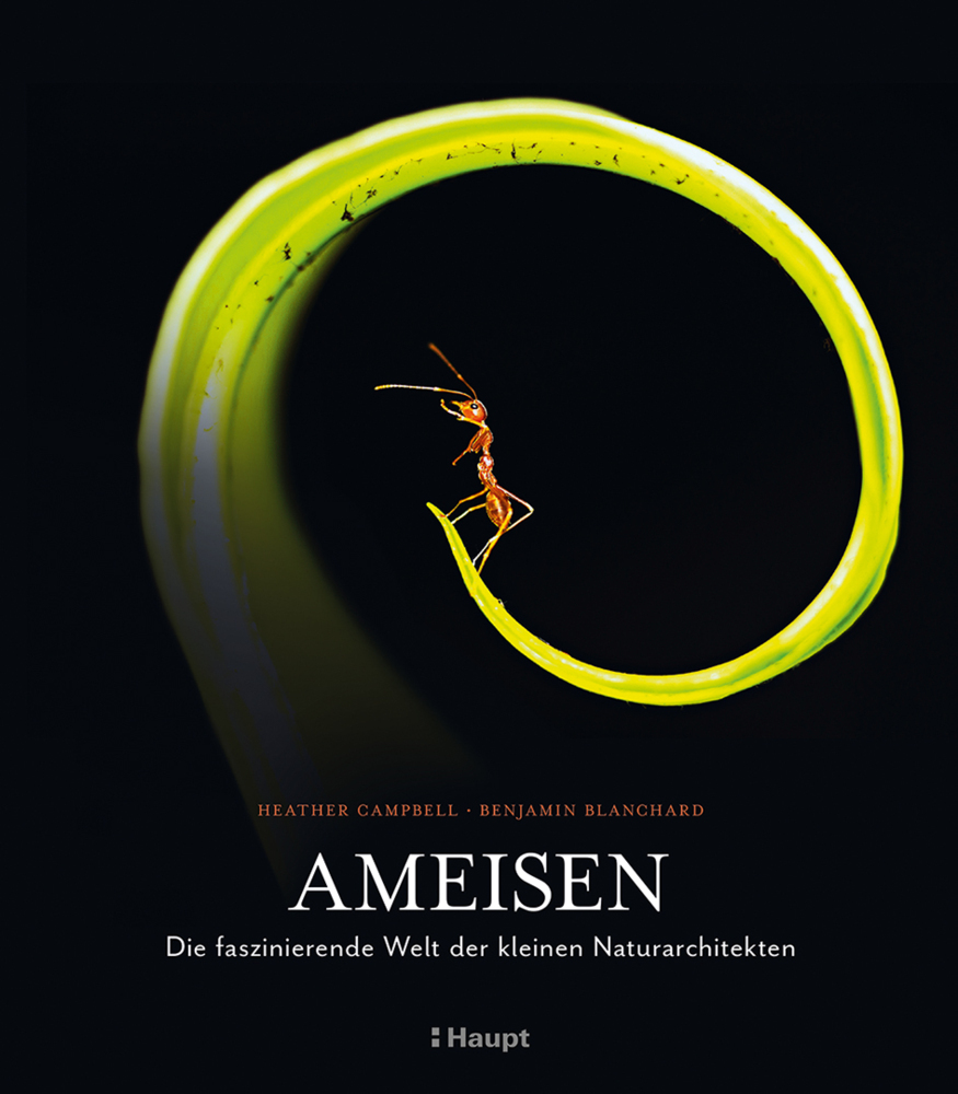 Benjamin Blanchard: Ameisen - gebunden