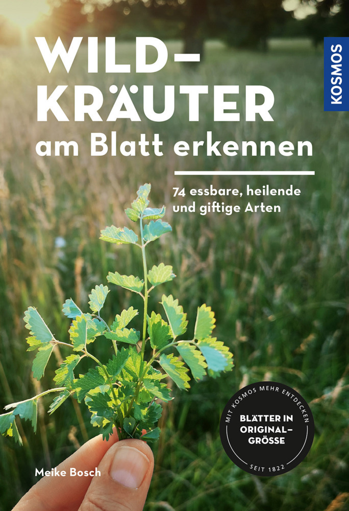 Meike Bosch: Wildkräuter am Blatt erkennen - Taschenbuch