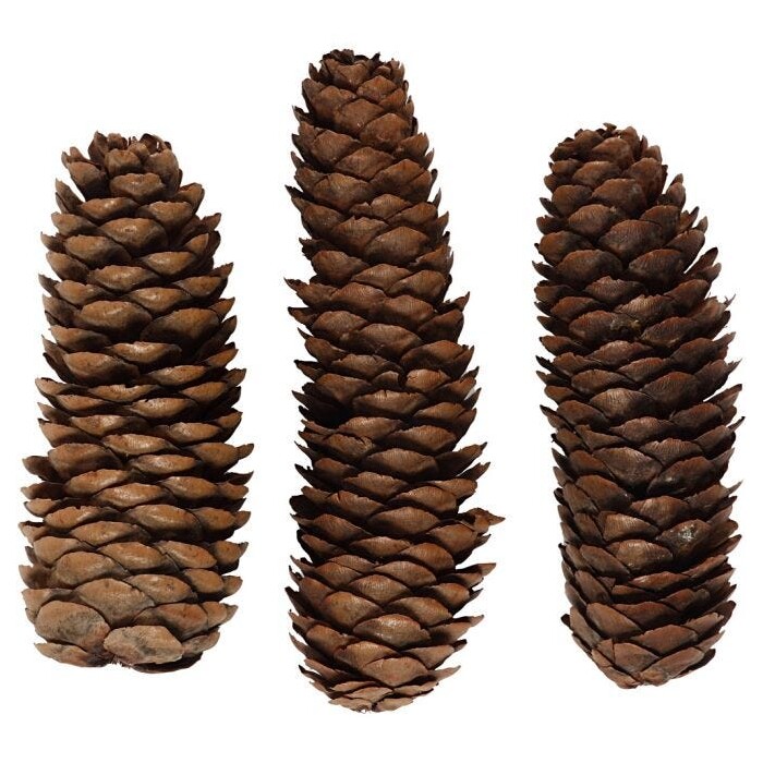 Tannenzapfen Ø 4 cm 100g braun