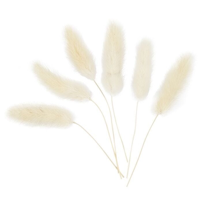 Federgras 3-7 cm 6 Stück natur