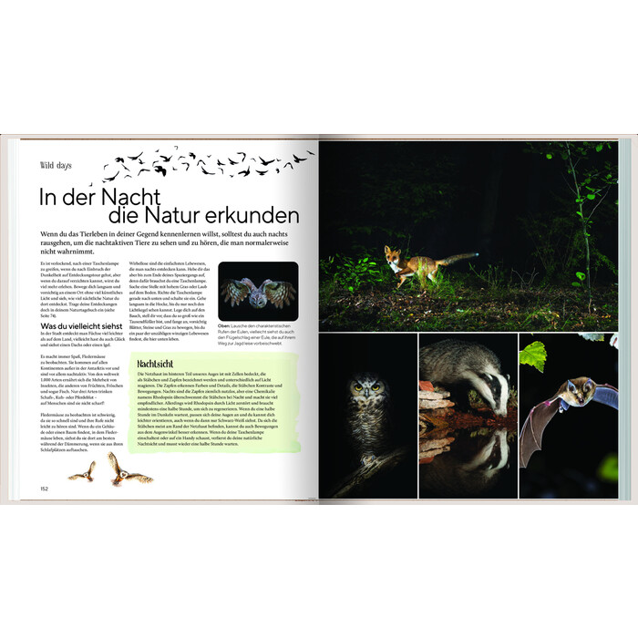 Richard Irvine: Wild Days - Taschenbuch